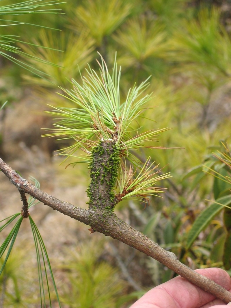 Arceuthobium minutissimum photo 2