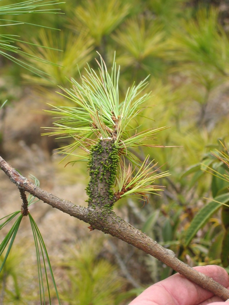 Arceuthobium minutissimum photo 3