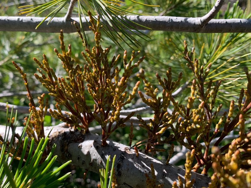 Western White Pine Dwarf Mistletoe