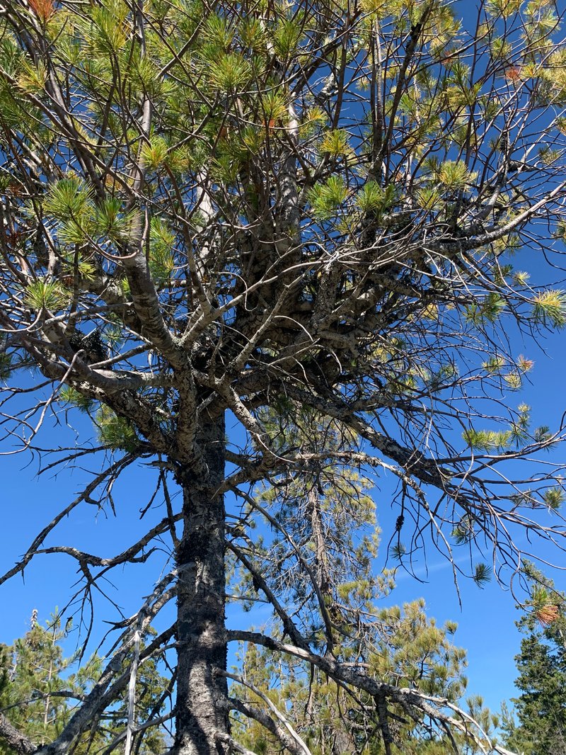 Western White Pine Dwarf Mistletoe photo 2