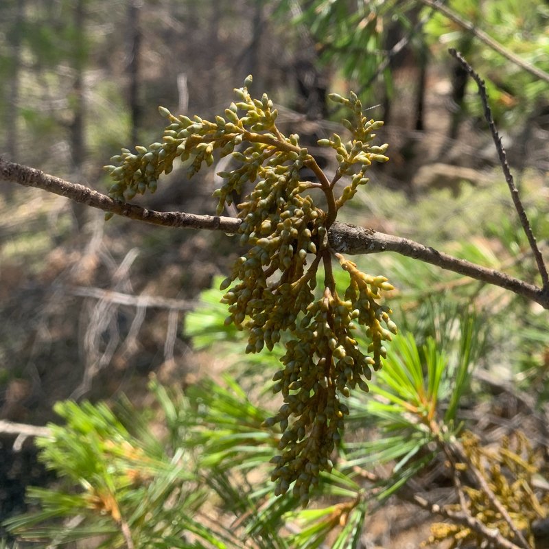 Western White Pine Dwarf Mistletoe photo 3