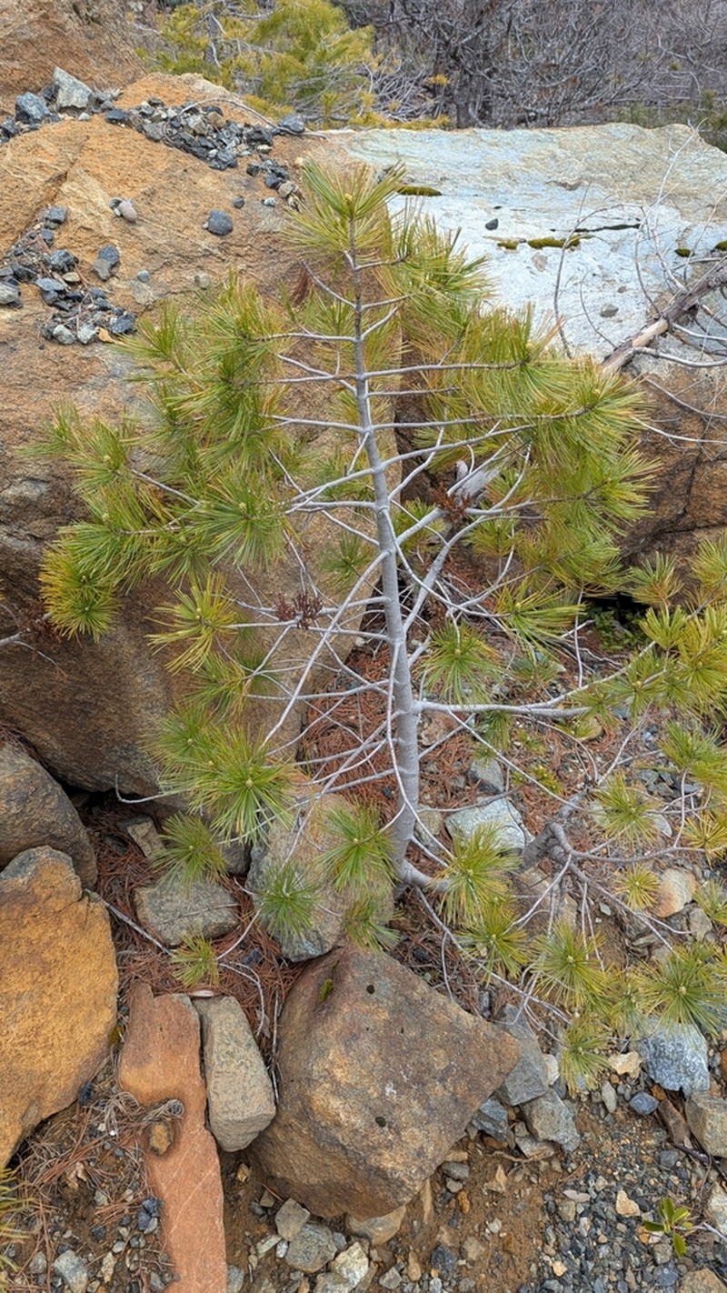 Western White Pine Dwarf Mistletoe photo 4