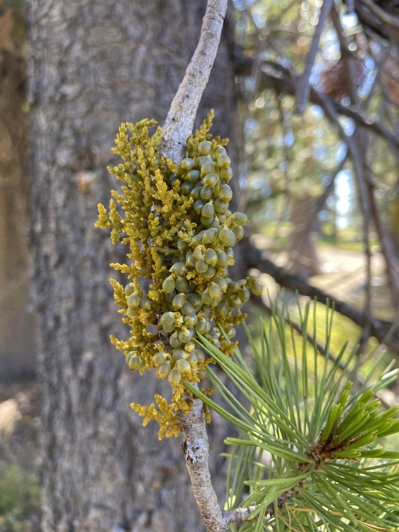 Western White Pine Dwarf Mistletoe photo 5