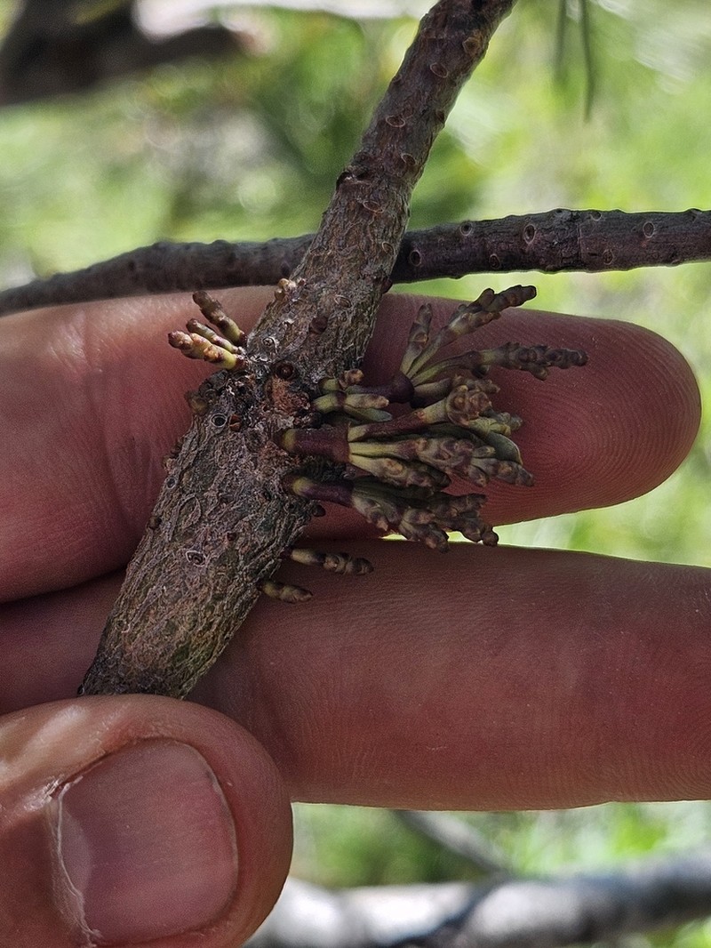 Western White Pine Dwarf Mistletoe photo 6