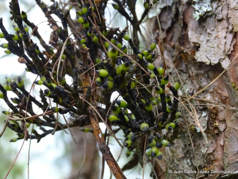 Arceuthobium nigrum photo 3