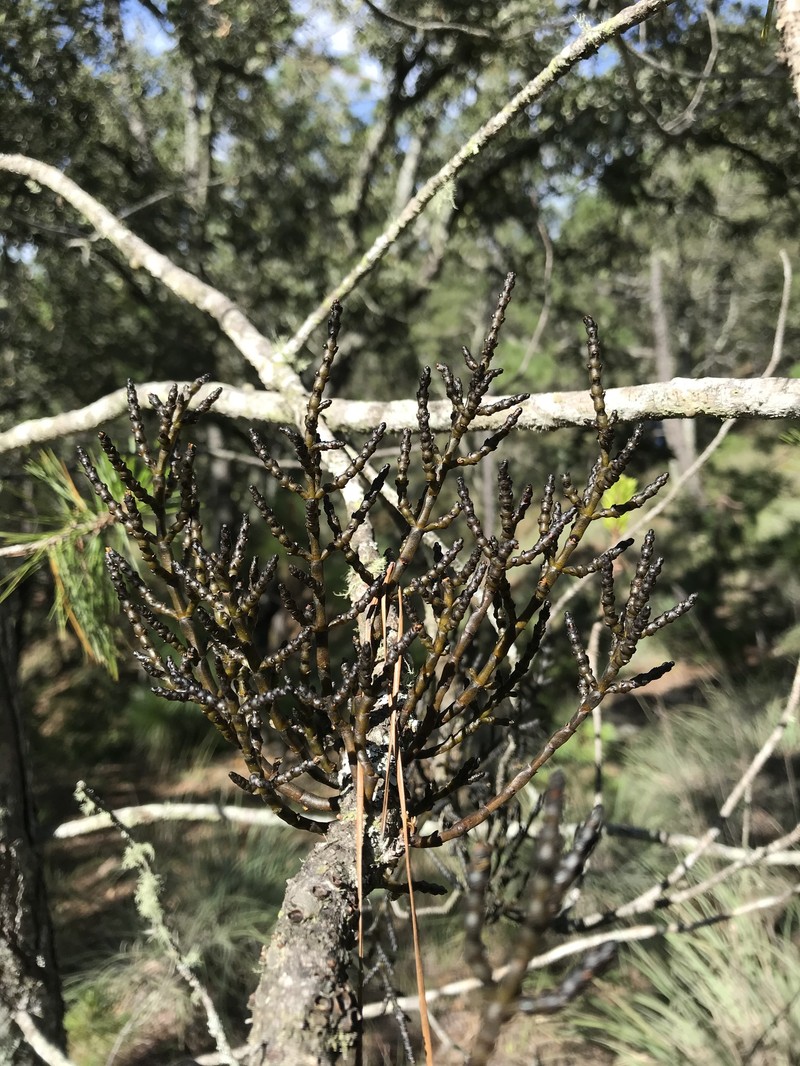 Arceuthobium nigrum photo 4