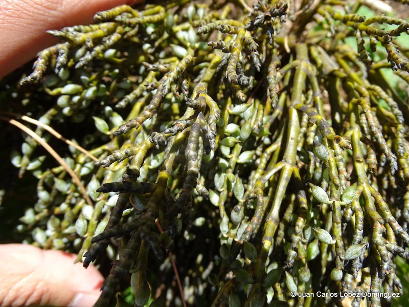 Arceuthobium nigrum photo 5
