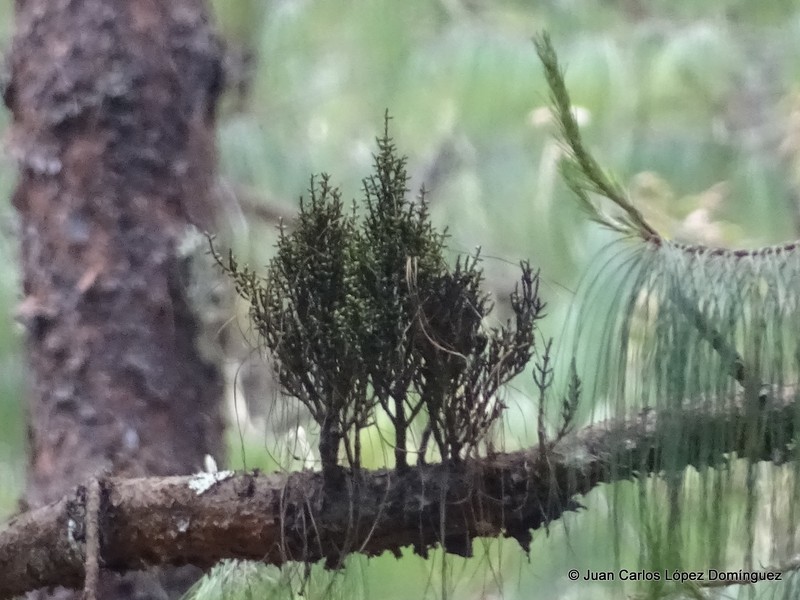 Arceuthobium nigrum photo 6