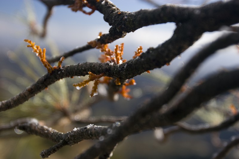 Gray Pine Dwarf Mistletoe