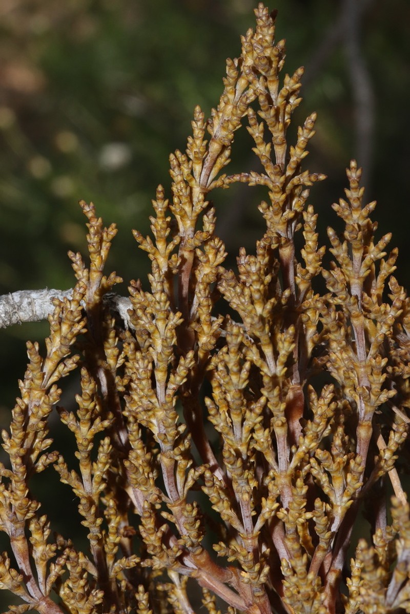 Gray Pine Dwarf Mistletoe