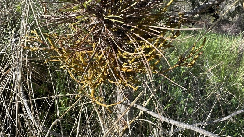 Gray Pine Dwarf Mistletoe photo 2