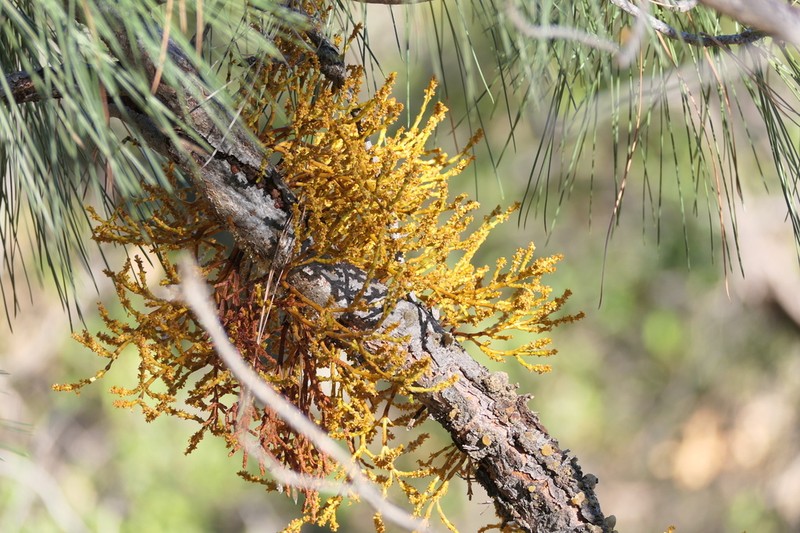 Gray Pine Dwarf Mistletoe photo 3