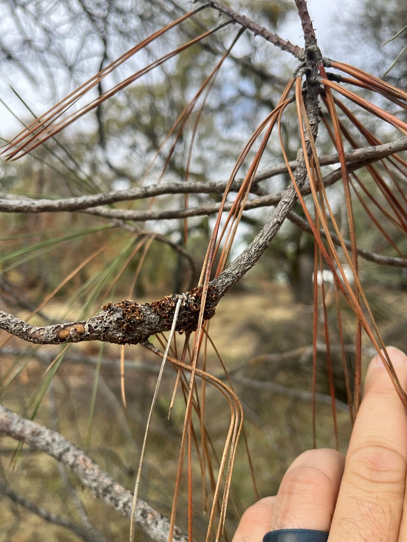 Gray Pine Dwarf Mistletoe photo 4