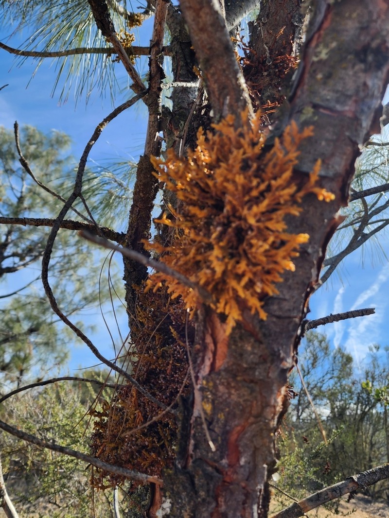 Gray Pine Dwarf Mistletoe photo 5