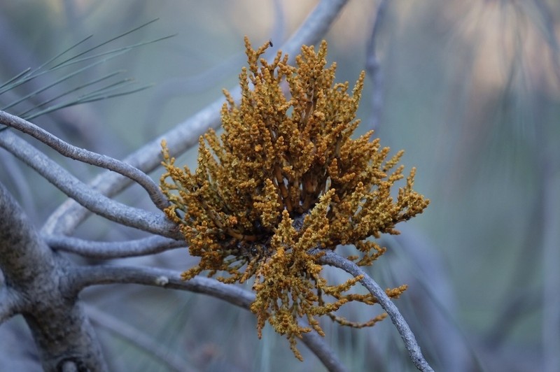 Gray Pine Dwarf Mistletoe photo 6