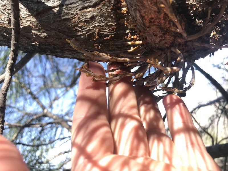 Gray Pine Dwarf Mistletoe photo 7