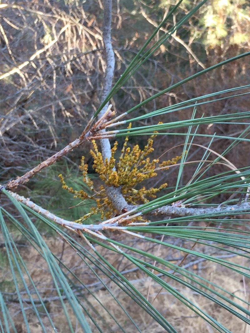 Gray Pine Dwarf Mistletoe photo 8