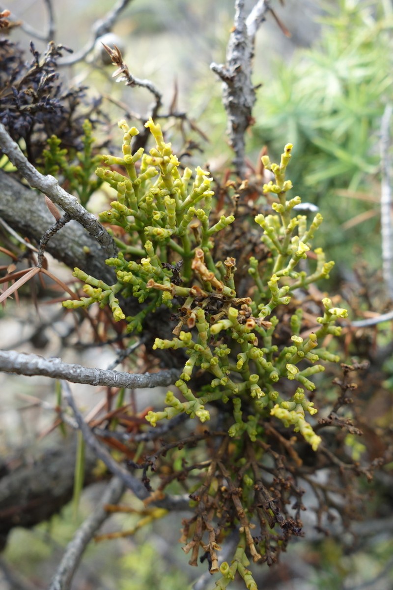 Arceuthobium oxycedri photo 2