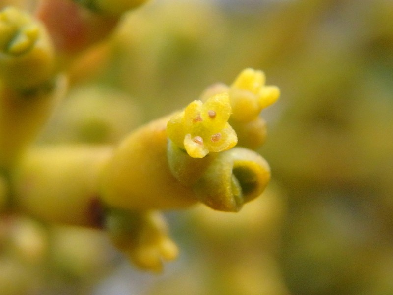 Arceuthobium oxycedri photo 3