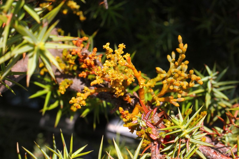 Arceuthobium oxycedri photo 4