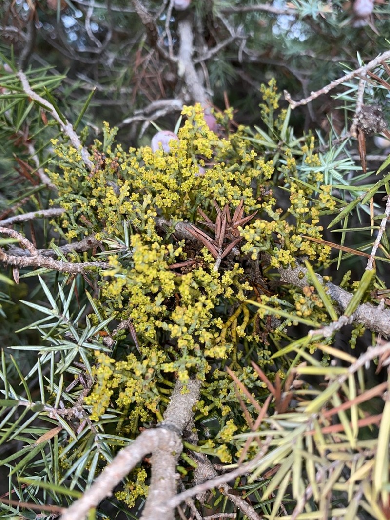 Arceuthobium oxycedri photo 5
