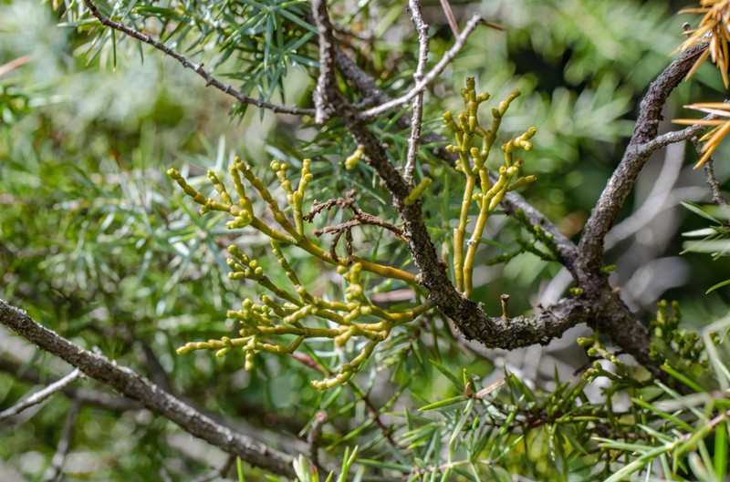 Arceuthobium oxycedri photo 6