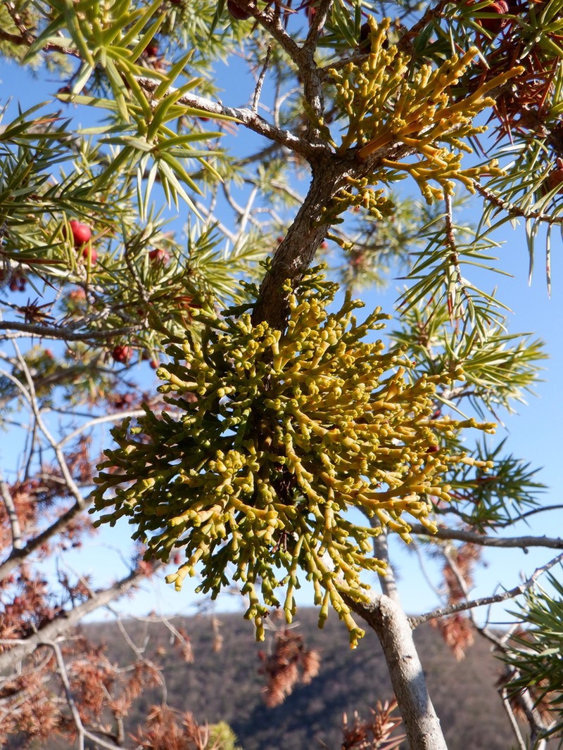 Arceuthobium oxycedri photo 7