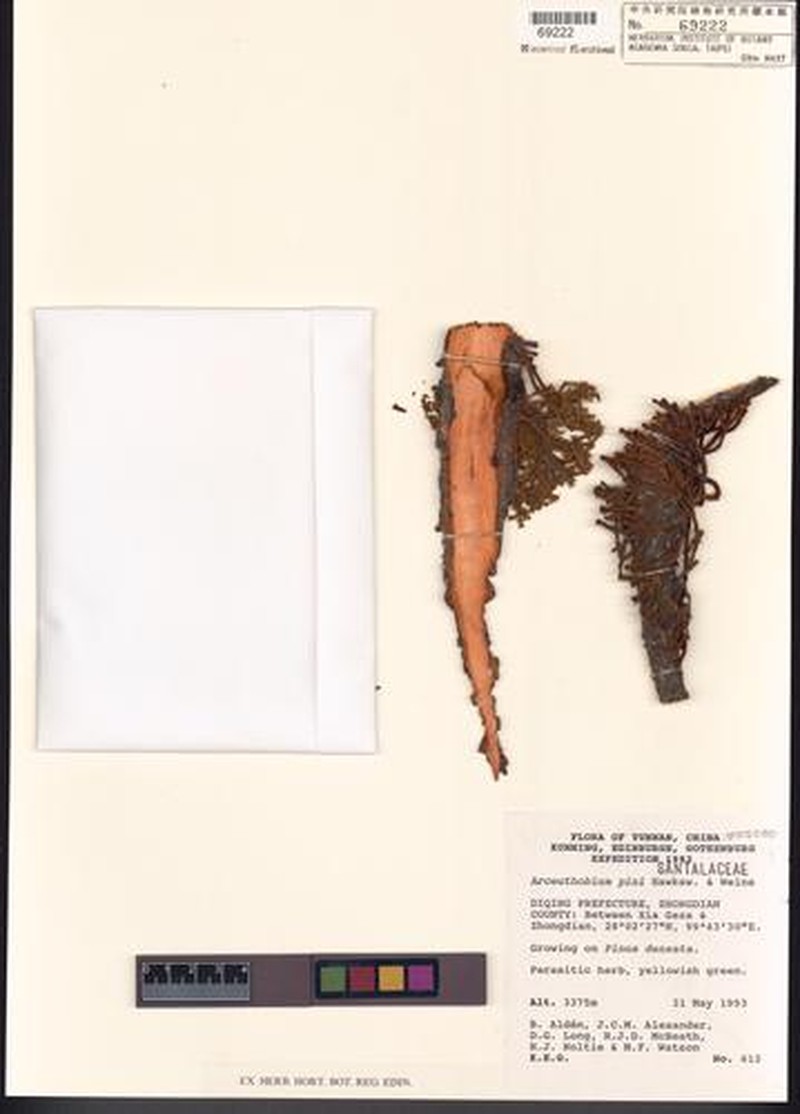 Arceuthobium pini