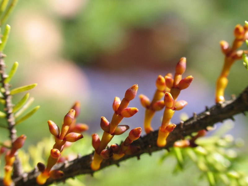 Eastern Dwarf Mistletoe photo 2