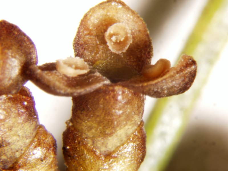 Eastern Dwarf Mistletoe photo 3