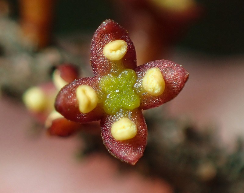 Eastern Dwarf Mistletoe photo 4