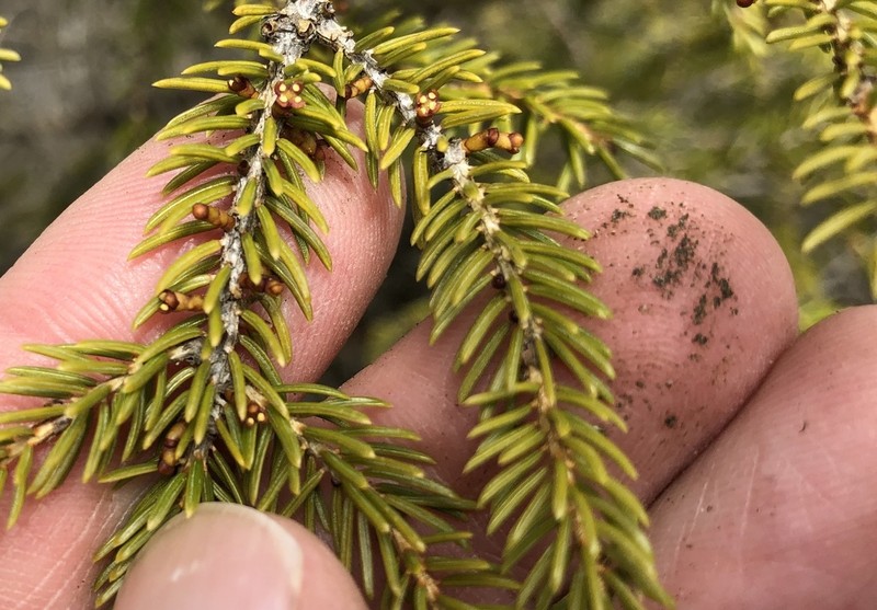 Eastern Dwarf Mistletoe photo 5