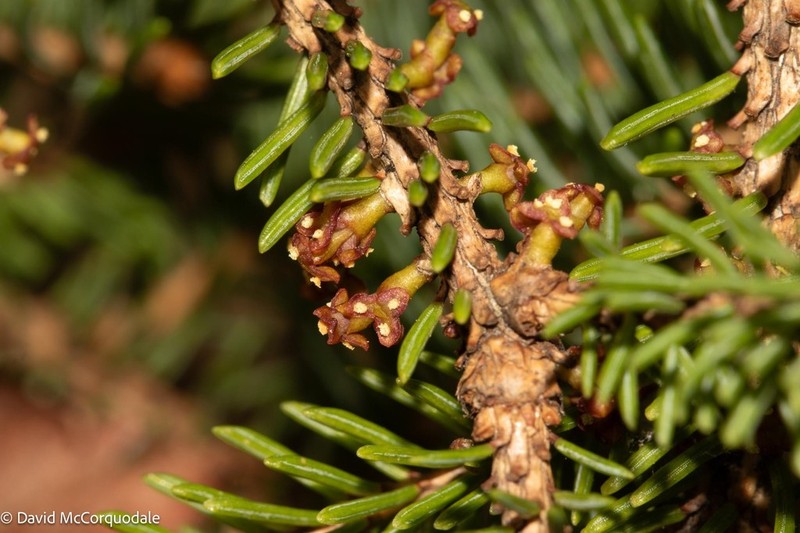 Eastern Dwarf Mistletoe photo 6