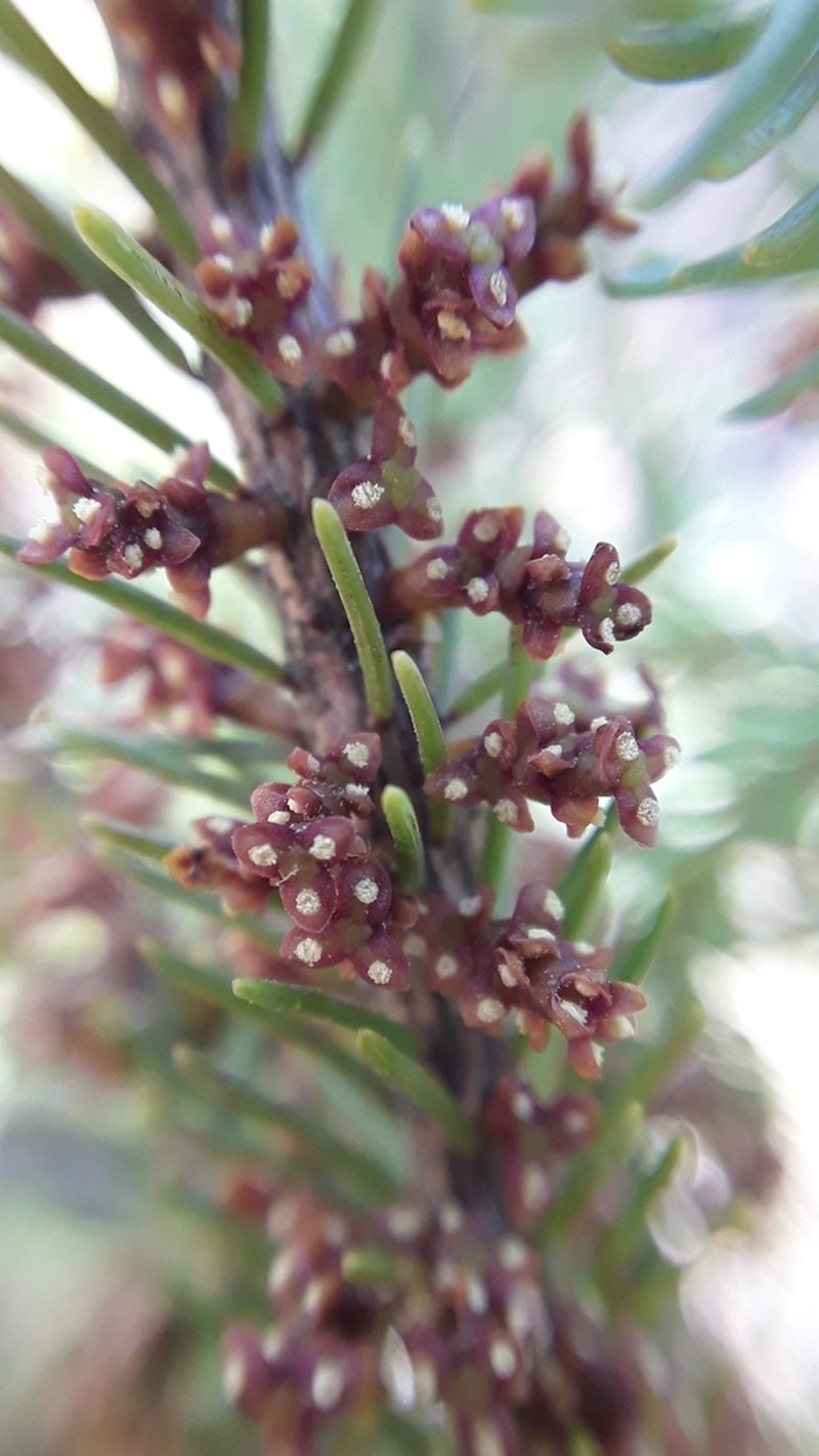 Eastern Dwarf Mistletoe photo 7