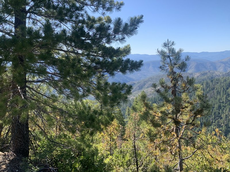 Knobcone Pine Dwarf Mistletoe