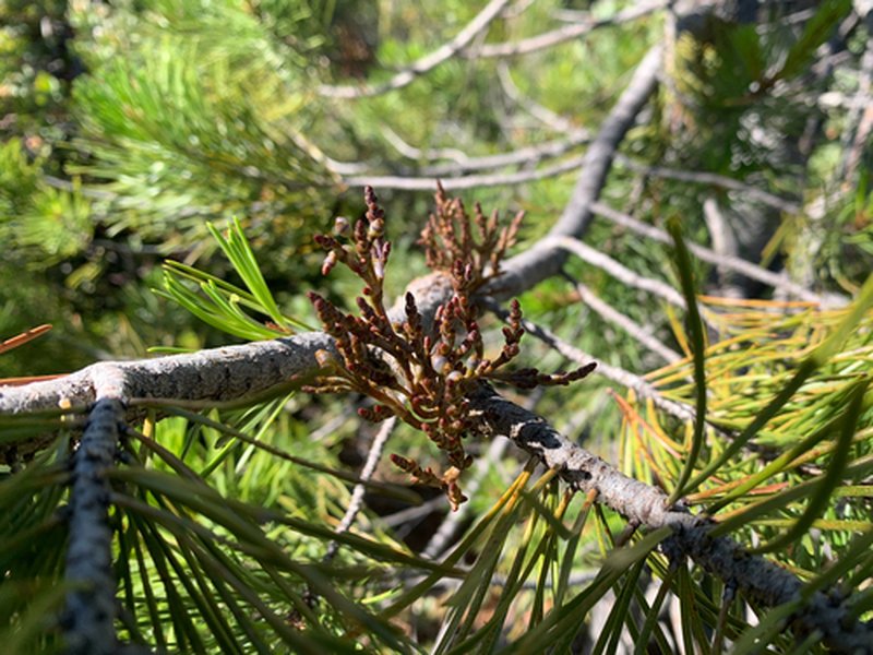 Knobcone Pine Dwarf Mistletoe photo 2