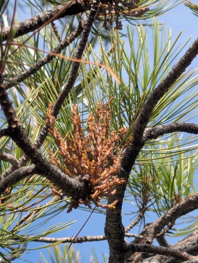 Knobcone Pine Dwarf Mistletoe photo 3