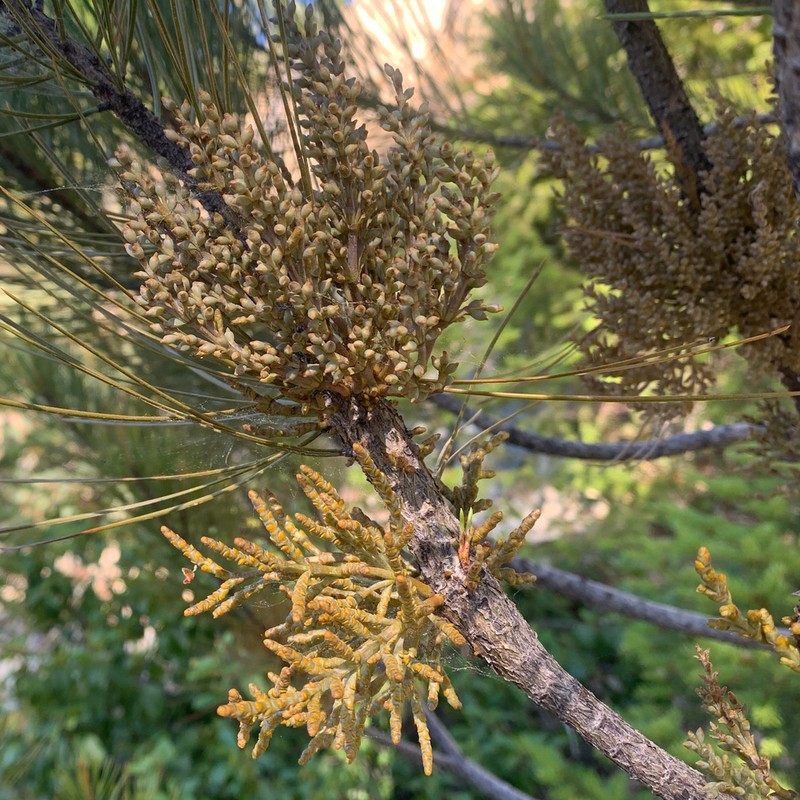 Knobcone Pine Dwarf Mistletoe photo 5