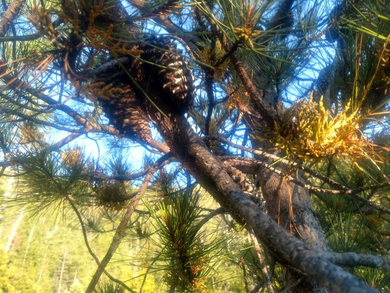 Knobcone Pine Dwarf Mistletoe photo 6