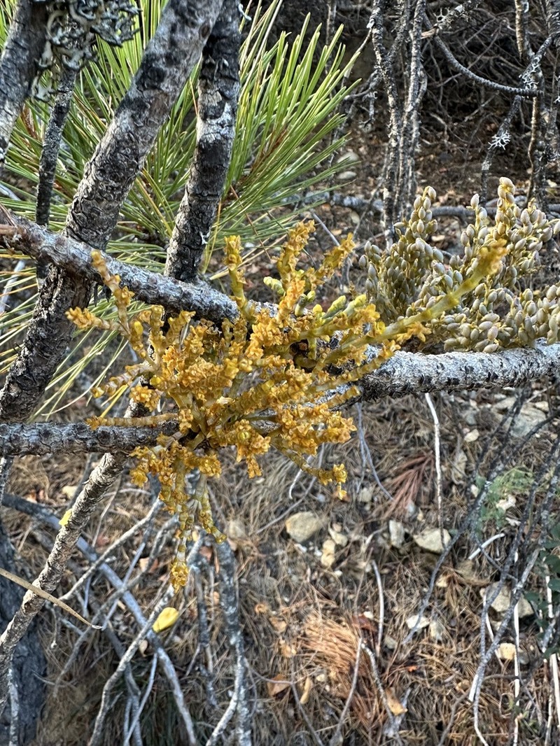 Knobcone Pine Dwarf Mistletoe photo 7