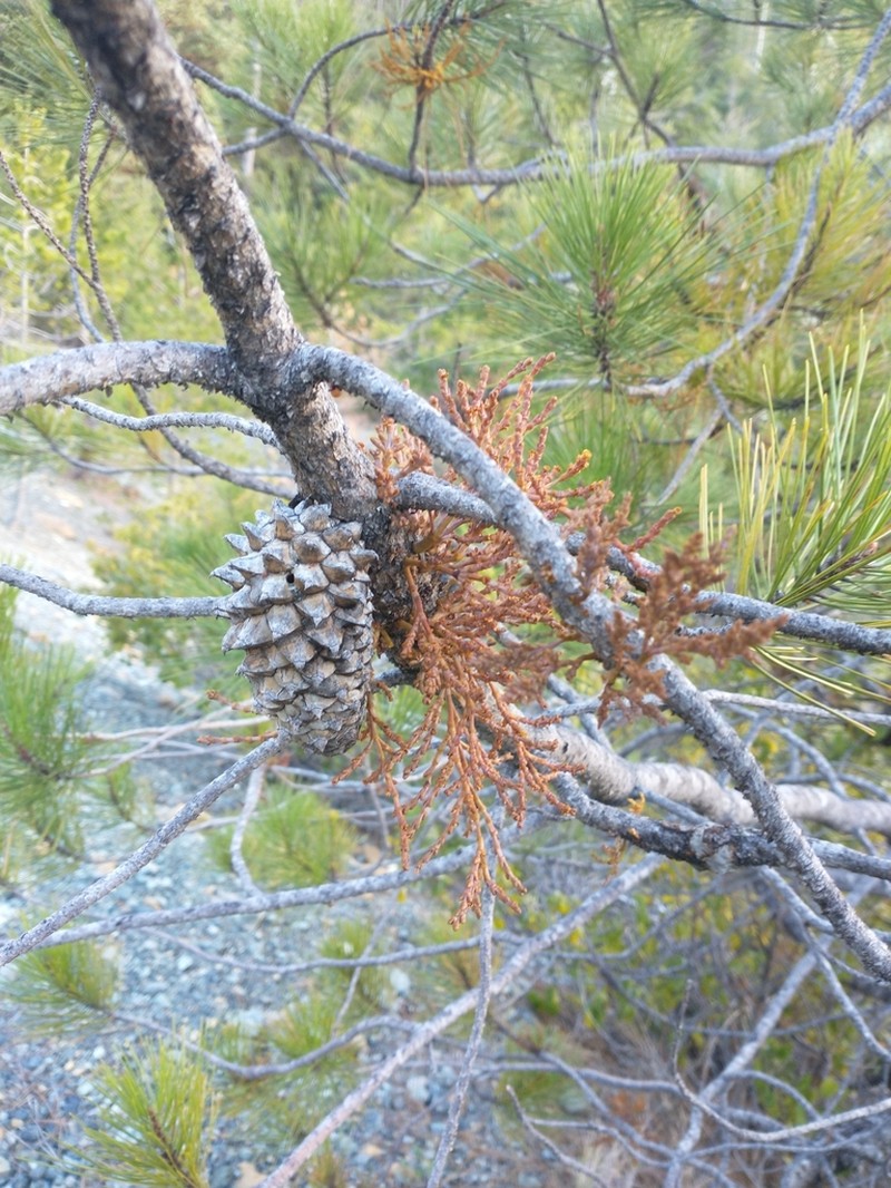 Knobcone Pine Dwarf Mistletoe photo 8