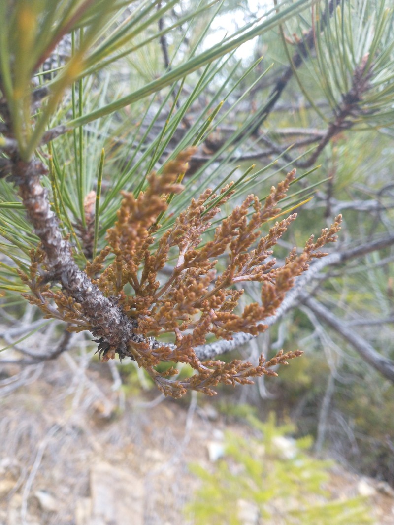 Knobcone Pine Dwarf Mistletoe