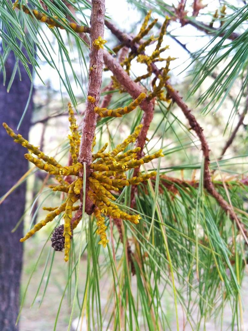 Arceuthobium strictum