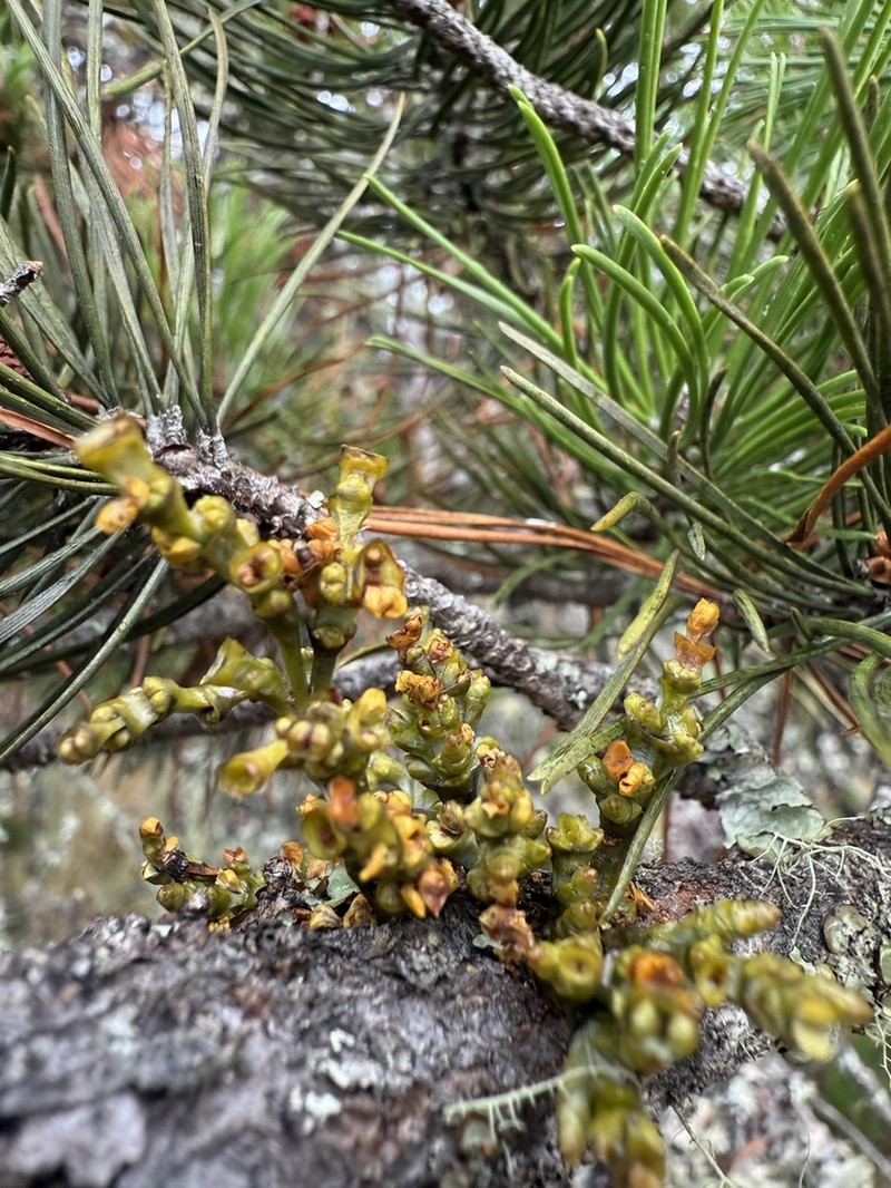 Hemlock Dwarf Mistletoe