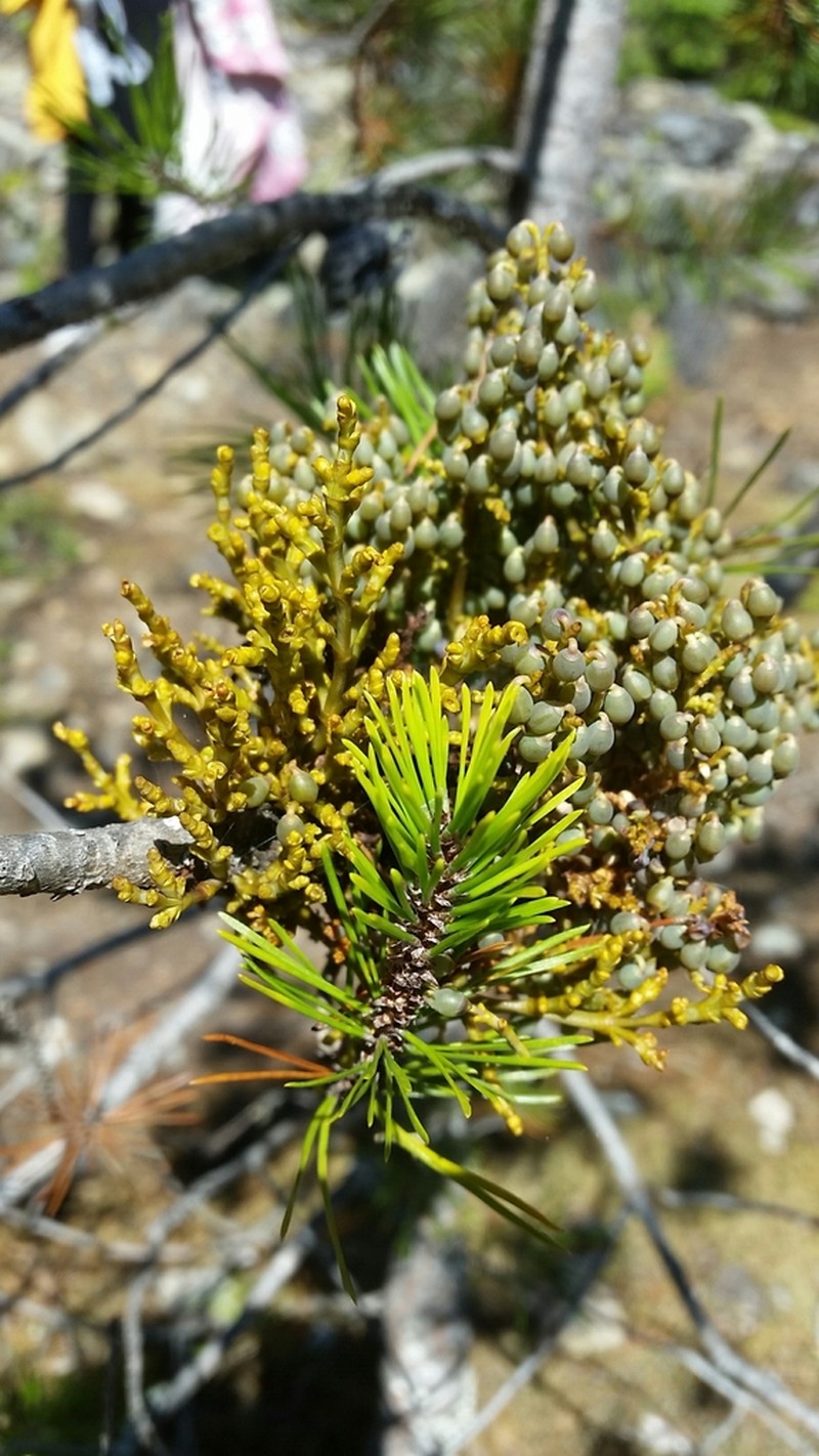 Hemlock Dwarf Mistletoe photo 2