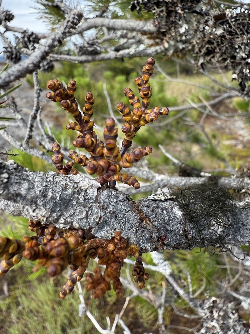 Hemlock Dwarf Mistletoe photo 3