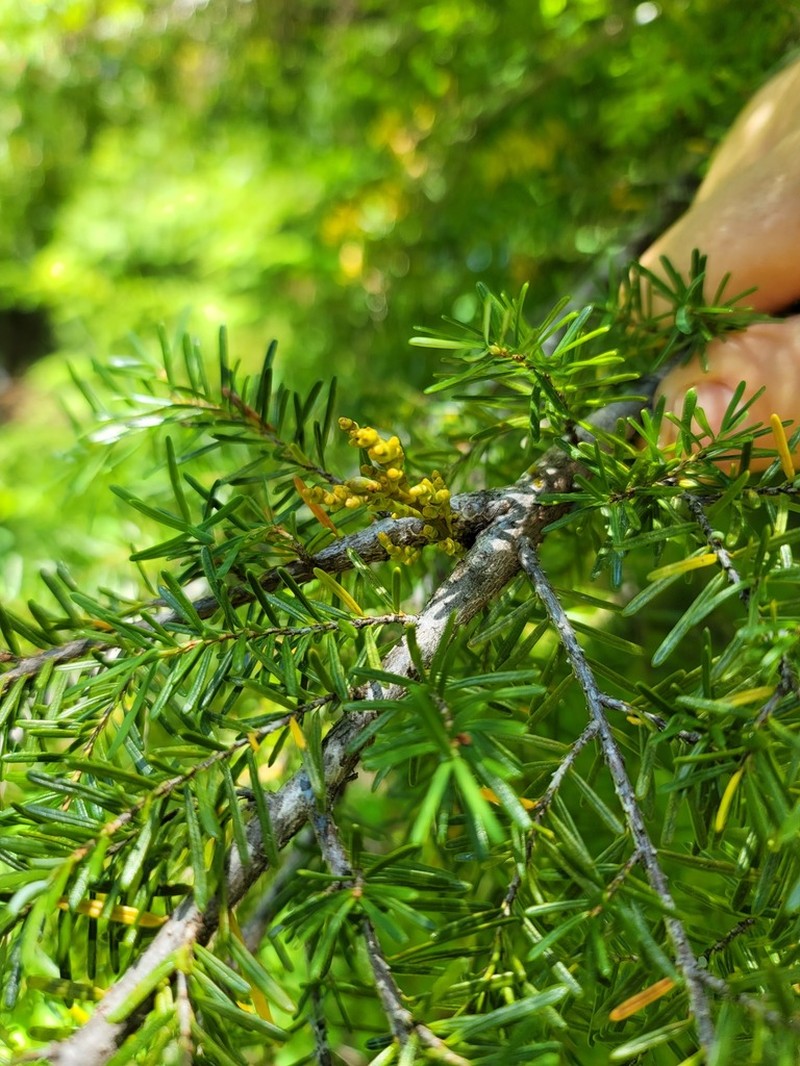 Hemlock Dwarf Mistletoe photo 4