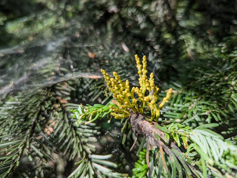 Hemlock Dwarf Mistletoe photo 5