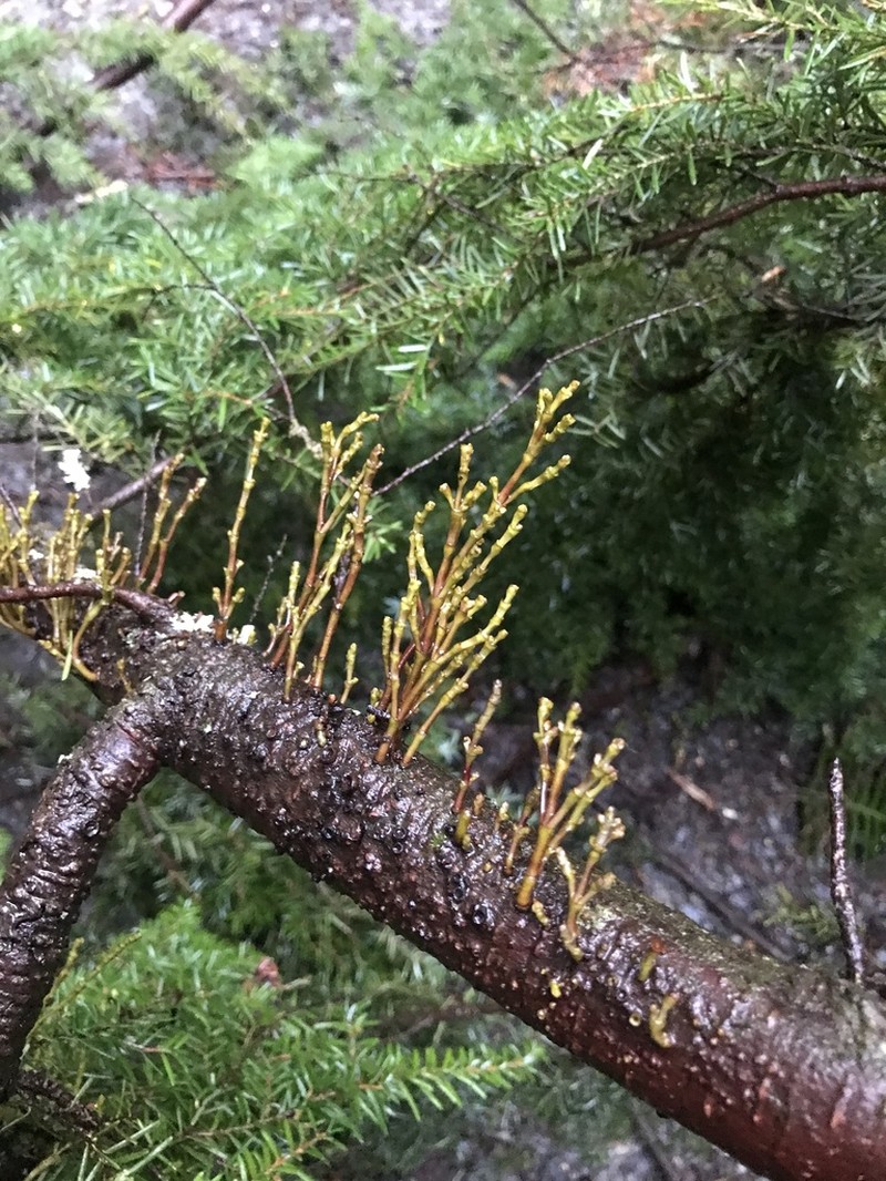 Hemlock Dwarf Mistletoe photo 6