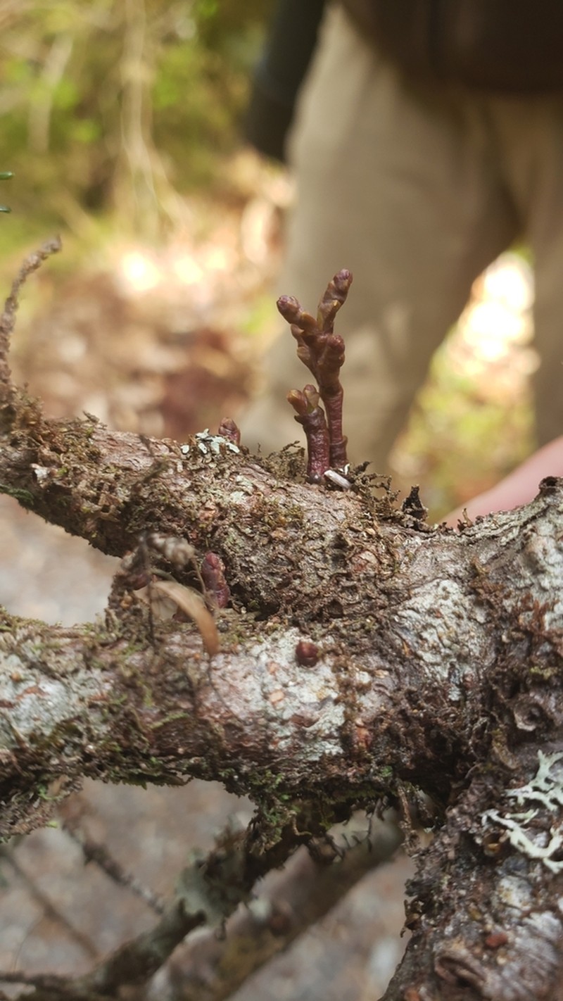 Hemlock Dwarf Mistletoe photo 7